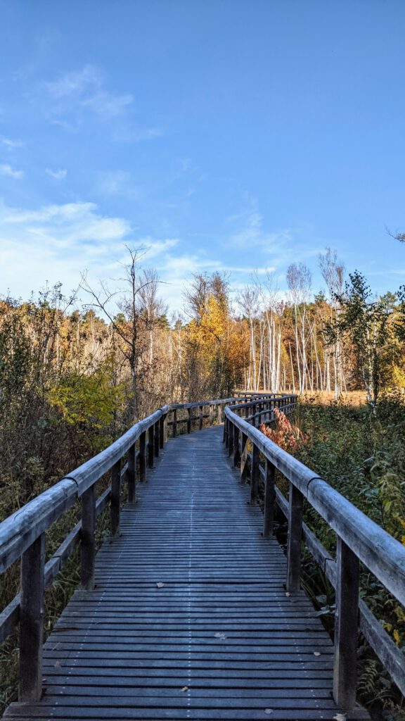 Hölzerner Bohlenweg mit Geländer durch ein herbstliches Moor