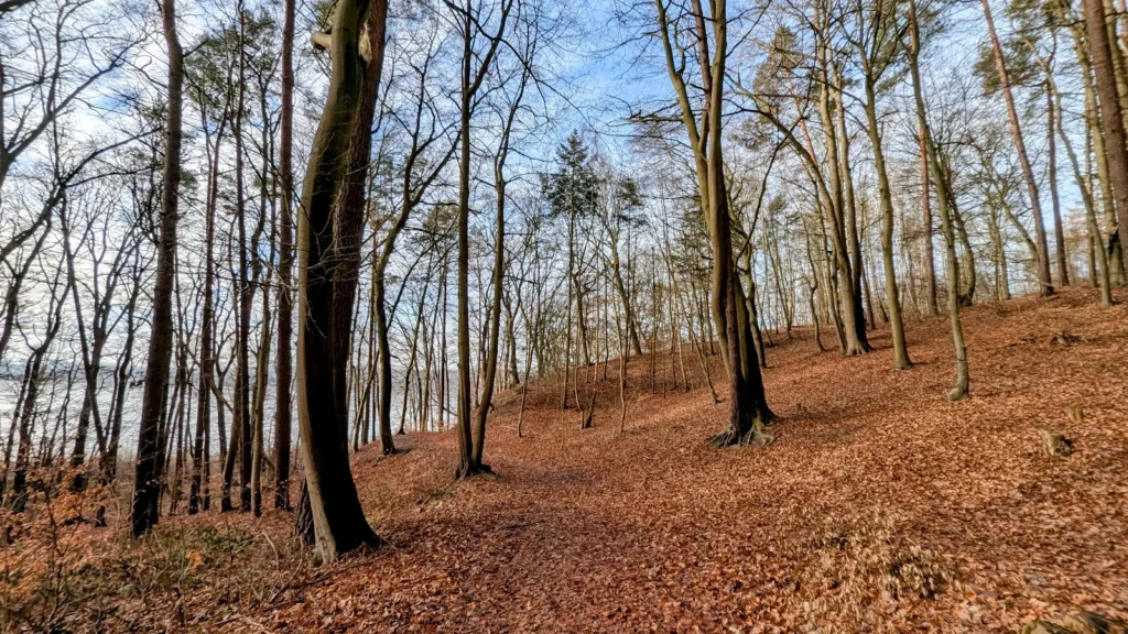 Buchenwald am Hang mit rotbraunem Laub, links schimmert der Große Krebssee durch die Stämme