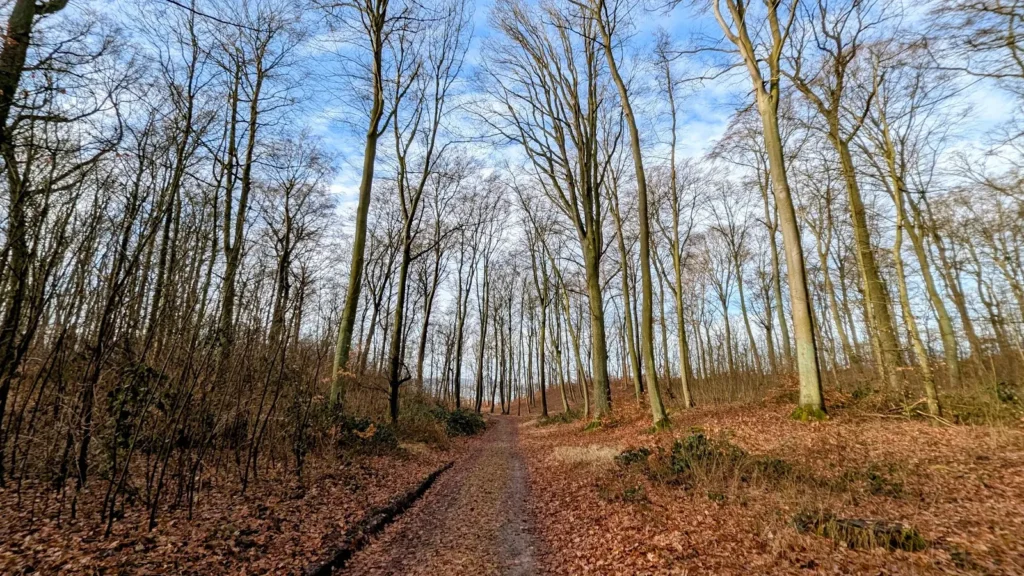 Waldweg zwischen hohen, kahlen Buchen unter blauem Himmel