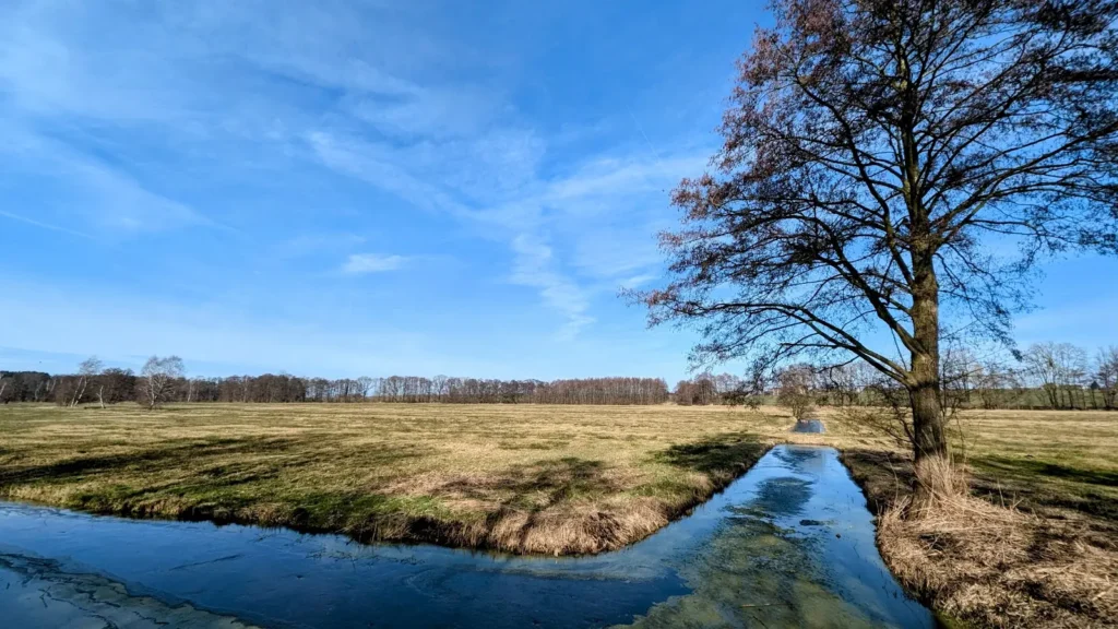 Zusammenfluss zweier Gräben mit dünner Eisschicht, daneben eine kahle Erle