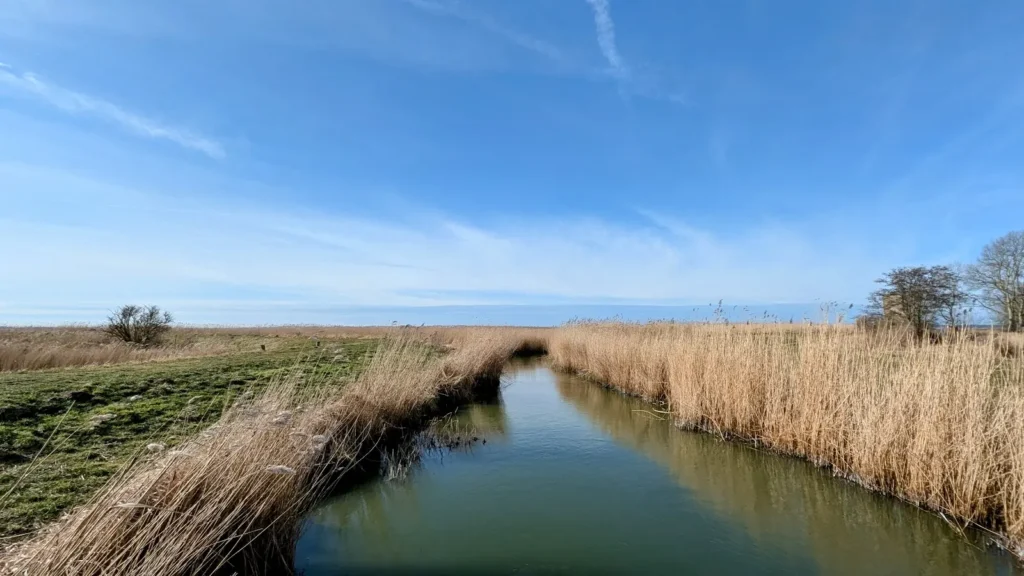 Schilfgesäumter Graben am Deich, dahinter das Achterwasser