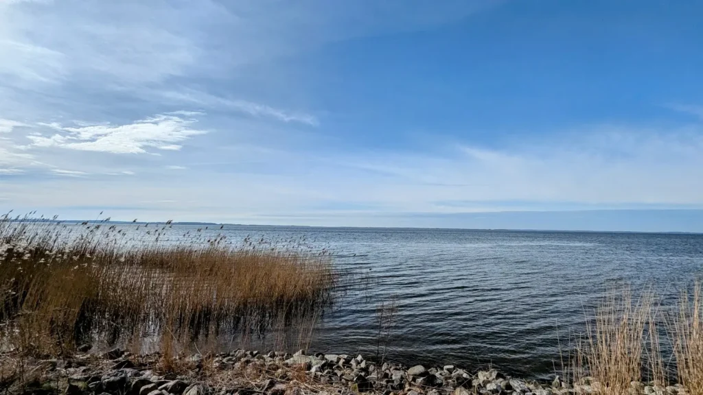 Ufer des Achterwassers mit Steinschüttung und Schilf