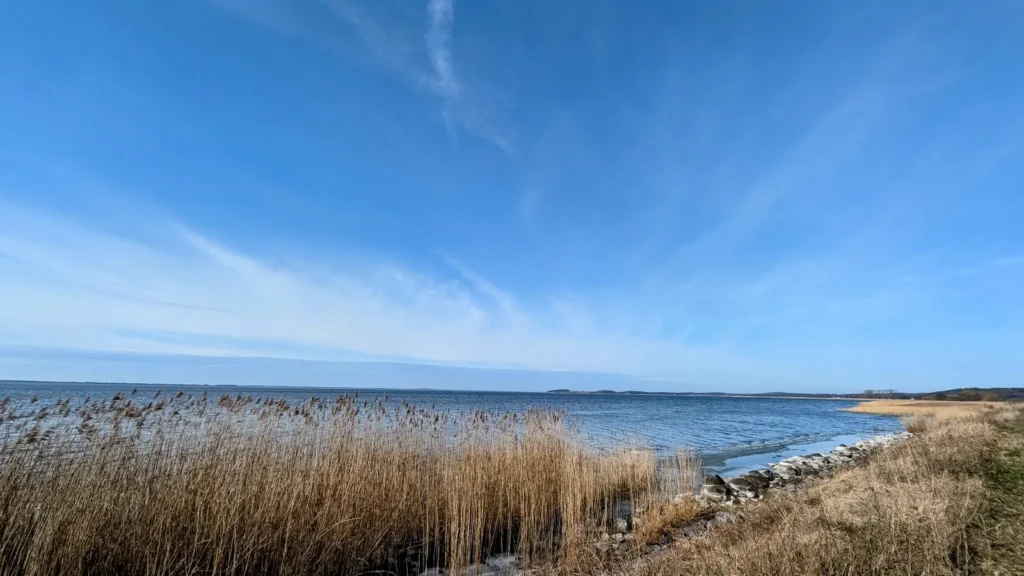 Schilfgürtel am Achterwasser, an der Steinschüttung ein heller Eisrand