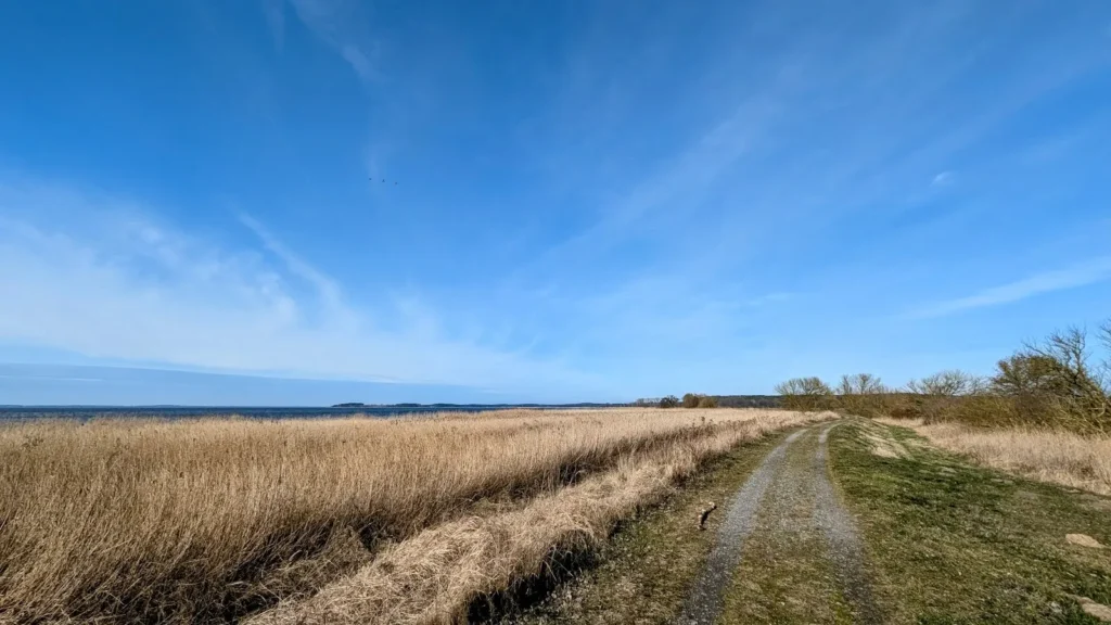 Fahrspur auf dem Achterwasserdeich neben einem breiten Schilfgürtel