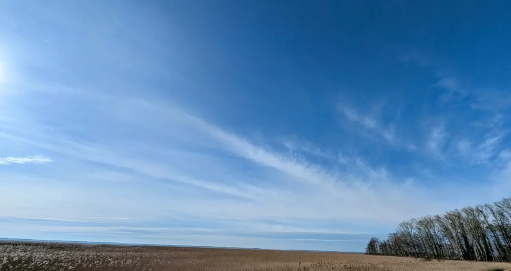 Weite Schilffläche unter blauem Himmel kurz vor dem Hafen Stagnieß
