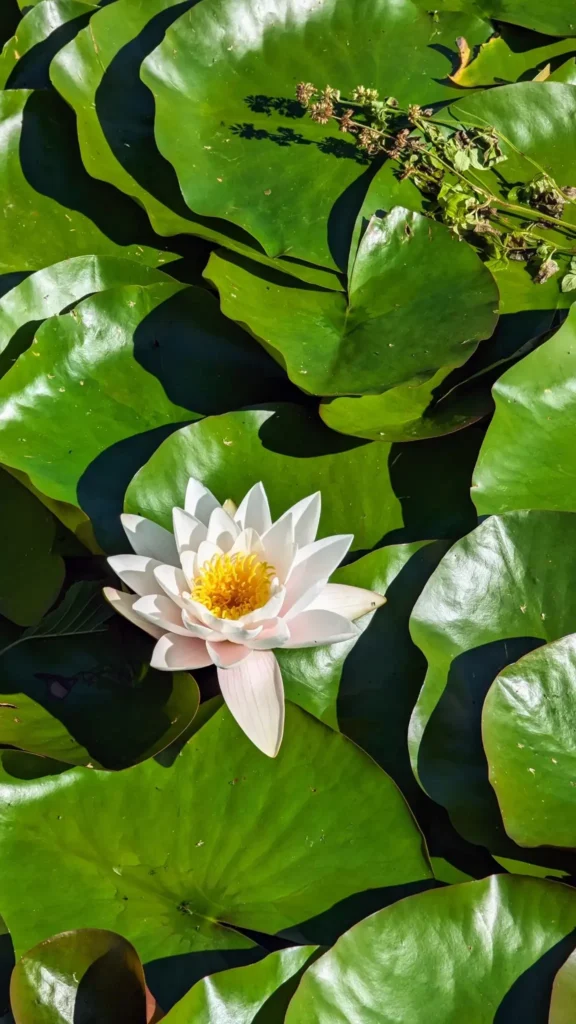 Weiße Seerose zwischen großen grünen Blättern auf dem Schloonsee