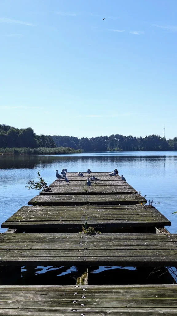 Alter Holzsteg am Schloonsee in Bansin, dahinter das bewaldete Ufer