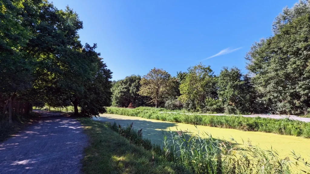 Weg am Sackkanal bei Heringsdorf, das Wasser ist von Entengrütze bedeckt