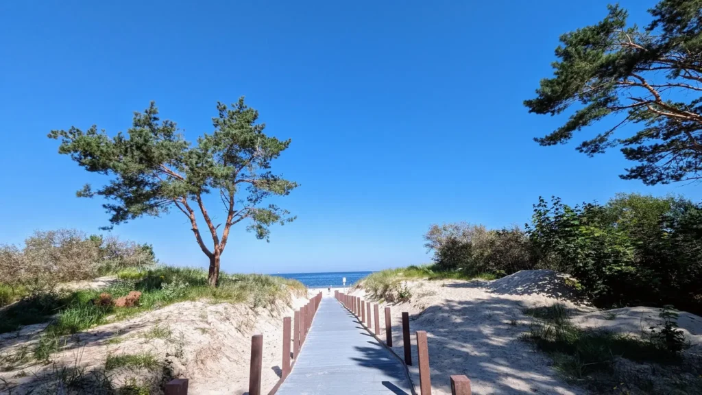 Holzsteg durch die Düne zum Strand von Ahlbeck, daneben Kiefern