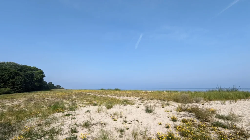 Düne mit Strandhafer und niedrigem Bewuchs zwischen Lüttenort und Zempin, dahinter die Ostsee