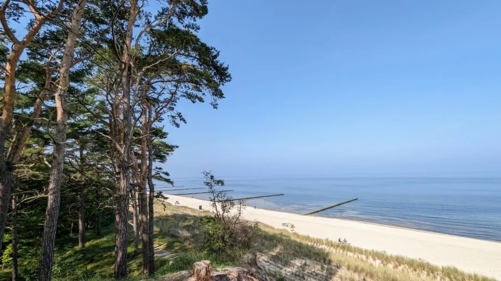 Kiefern auf der Düne in Zempin, unten Strand und Buhnen