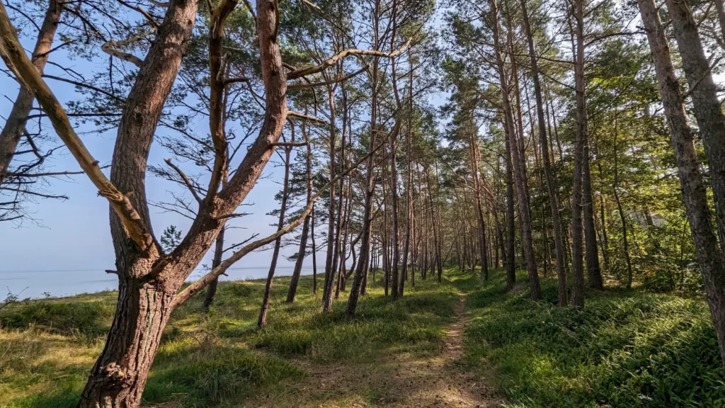 Pfad durch den Kiefernwald an der Küste zwischen Zempin und Zinnowitz