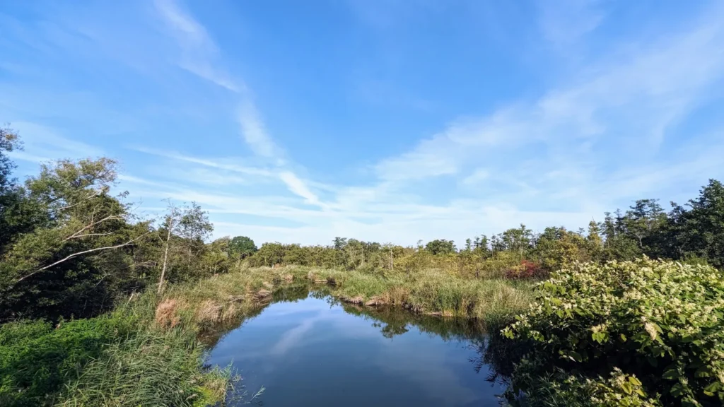 Graben mit Schilf und Büschen bei Pudagla auf Usedom