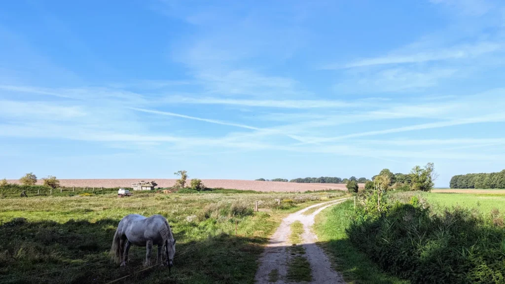 Feldweg bei Pudagla, daneben ein Pferd auf der Weide