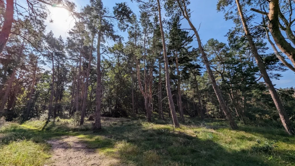 Weg durch lichten Kiefernwald am Fuchsberg zwischen Pudagla und Benz