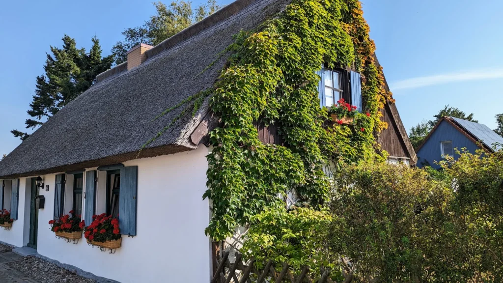 Weißes Haus mit Rohrdach und begrüntem Giebel in Kamminke