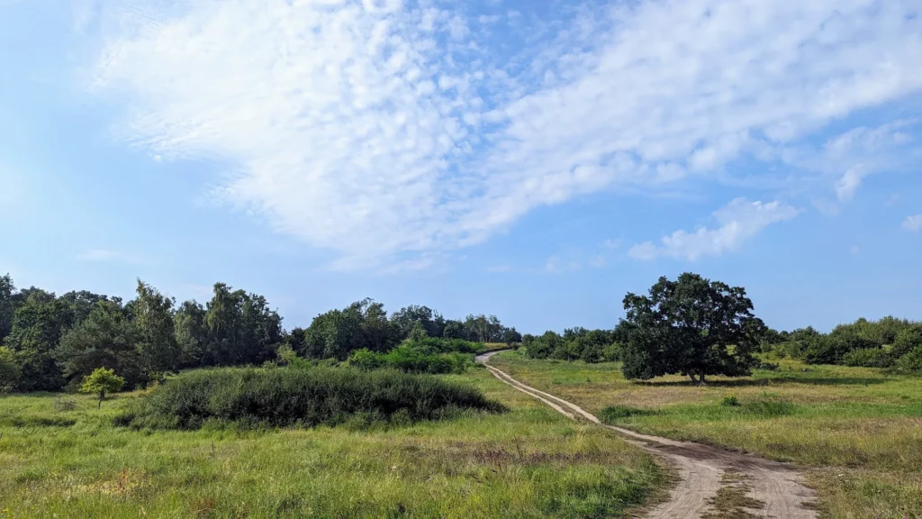 Sandweg durch Wiesen mit einer einzelnen Eiche zwischen Kamminke und Garz