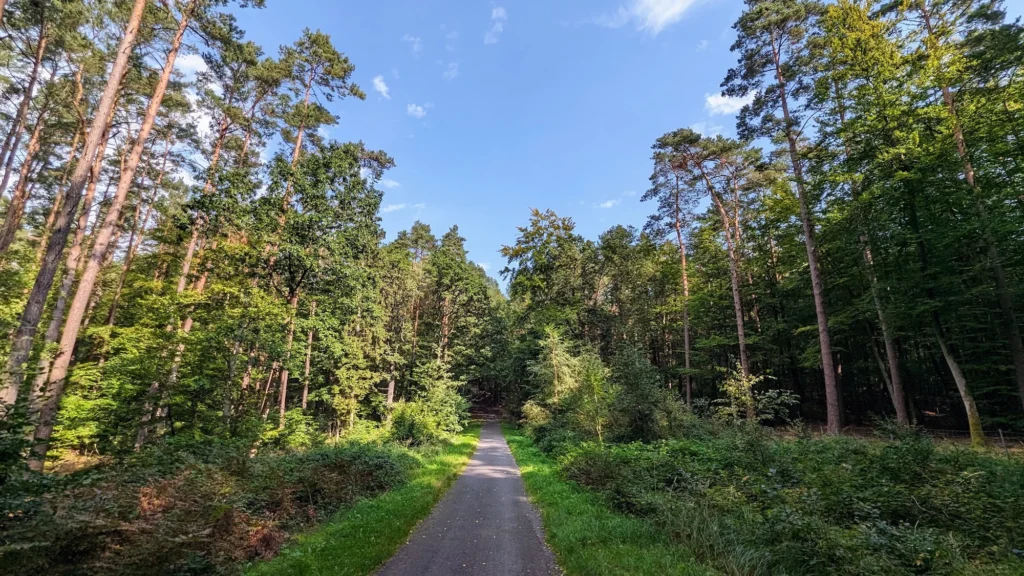 Asphaltierter Weg durch Kiefern- und Buchenwald zwischen Korswandt und Ahlbeck