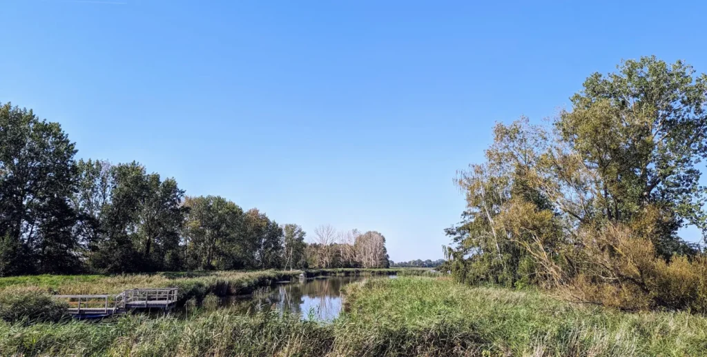 Schilf und Wasser am Achterwasser bei Lüttenort, am Ufer Bäume und ein Steg