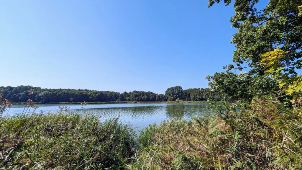 Der Kölpinsee hinter Schilf, am anderen Ufer Wald