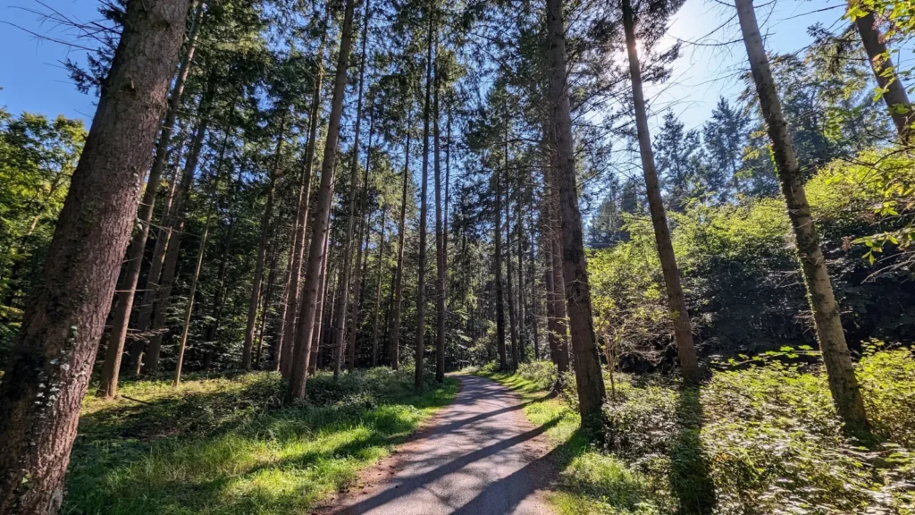 Schmaler Weg durch Kiefernwald an der Küste bei Stubbenfelde