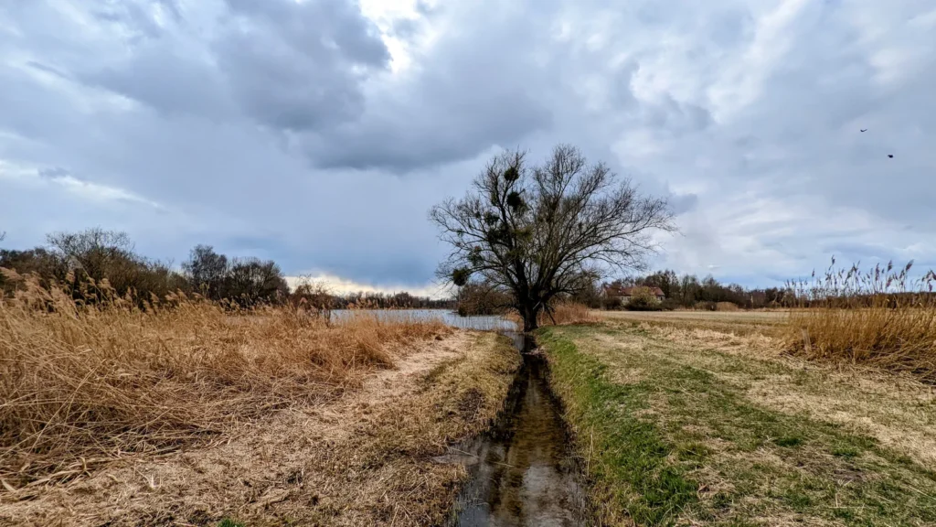 Graben mit einzelnem Baum im offenen Feld bei Burgwall