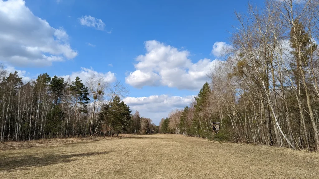 Wiese am Waldrand bei Burgwall