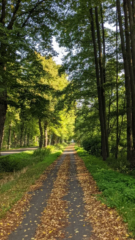 Waldweg kurz nach dem Bahnhof Vogelsang