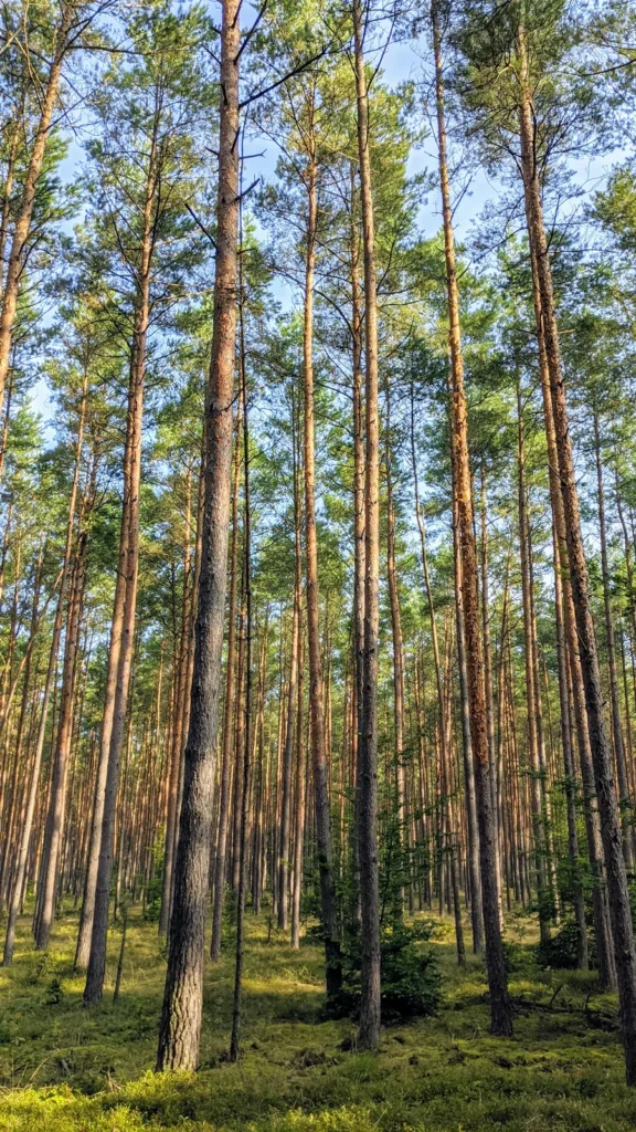 Forstweg im Kiefernwald zwischen Vogelsang und Storkow