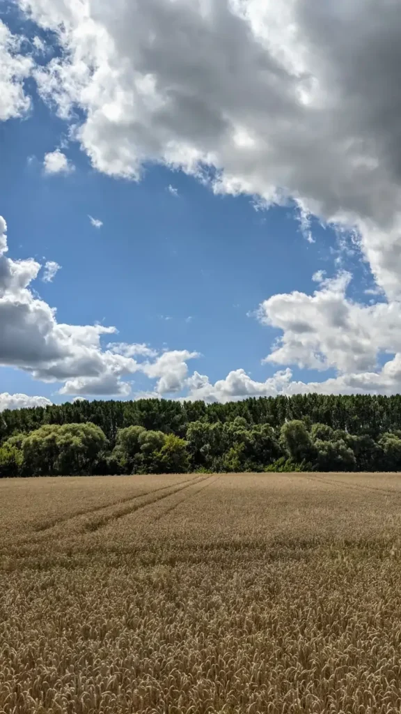 Getreidefeld mit Waldrand im Hintergrund in der Feldflur östlich des Dorfes Wartenberg