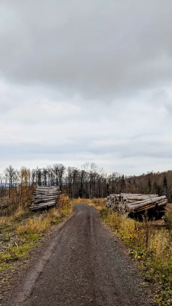Forstweg im Wald hinter Drübeck