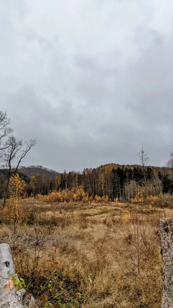 Weg über eine offene Fläche zwischen Drübeck und Ilsenburg