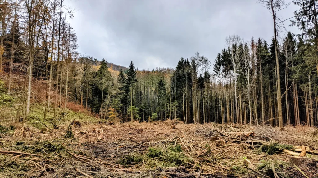 Große Kahlfläche im Wald zwischen Himmelpforte und Drübeck