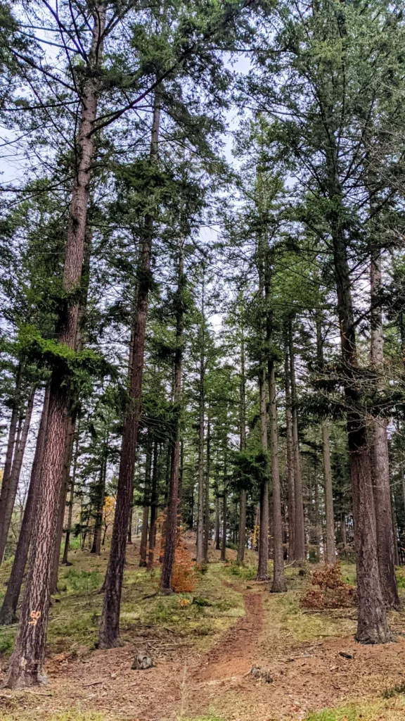 Kiefernwald am Weg hinter Himmelpforte