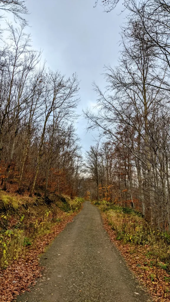 Breiter Schotterweg im Wald hinter Himmelpforte