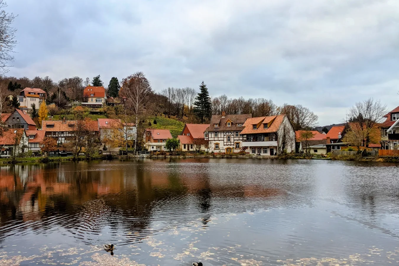 Fachwerkhäuser mit roten Dächern am Teich in Ilsenburg, davor Enten auf dem Wasser