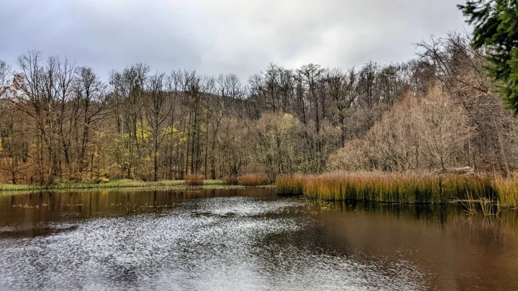 Waldteich am Weg zwischen Himmelpforte und Drübeck