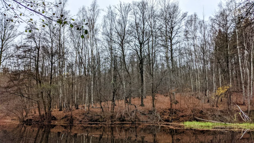 Teich im Wald bei Himmelpforte