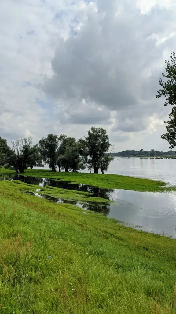 Elbvorland mit Wasserflächen und Baumgruppen vom Deich aus im Elbvorland bei Rühstädt