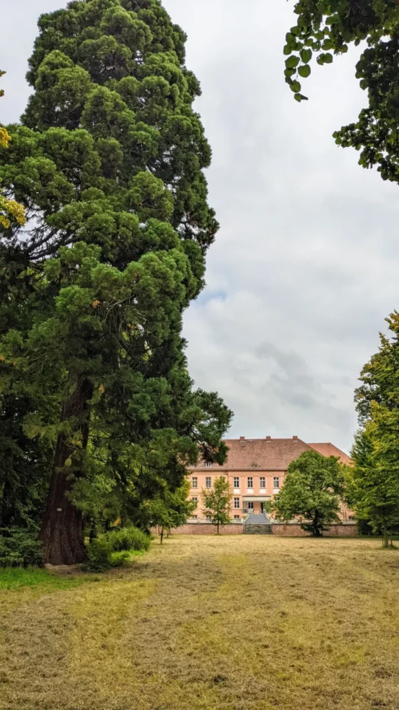 Mammutbaum in einem Park, dahinter ein Schloss mit rotem Dach in Rühstädt