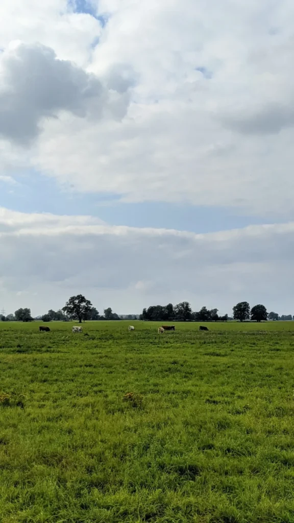Weide mit Rindern unter weitem Himmel in der Prignitz