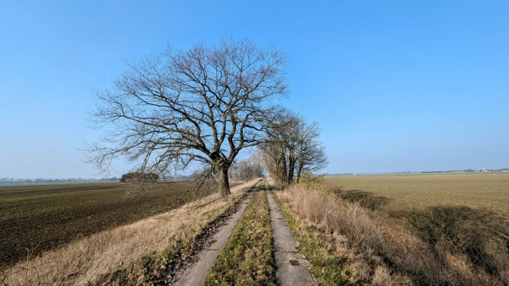 Betonplattenweg zwischen Feldern im Oderbruch, am Wegrand ein großer kahler Baum