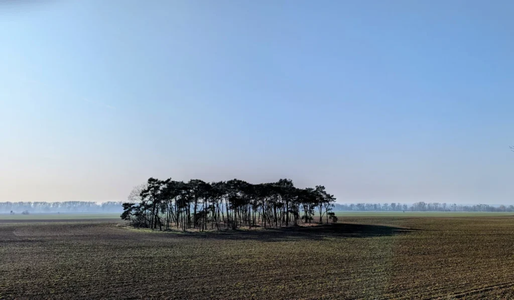 Kleine Gruppe von Kiefern mitten auf einem weiten Acker im Oderbruch, am Horizont Dunst