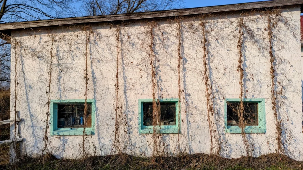 Weiß getünchte Wand eines Wirtschaftsgebäudes mit drei kleinen, türkis gerahmten Fenstern und trockenen Ranken