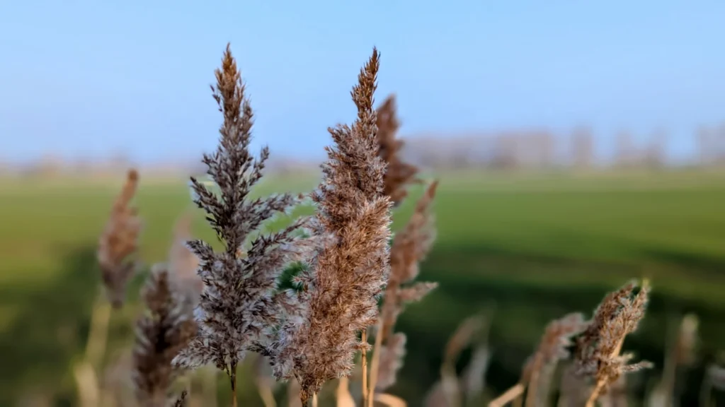 Trockene Schilfrispen im Vordergrund, dahinter unscharf ein grünes Feld und der Horizont