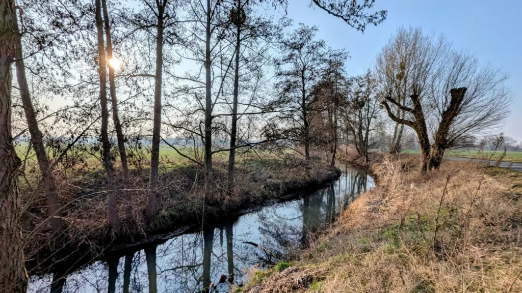 Wassergraben mit kahlen Bäumen und einer alten Kopfweide, die Sonne steht tief hinter den Stämmen