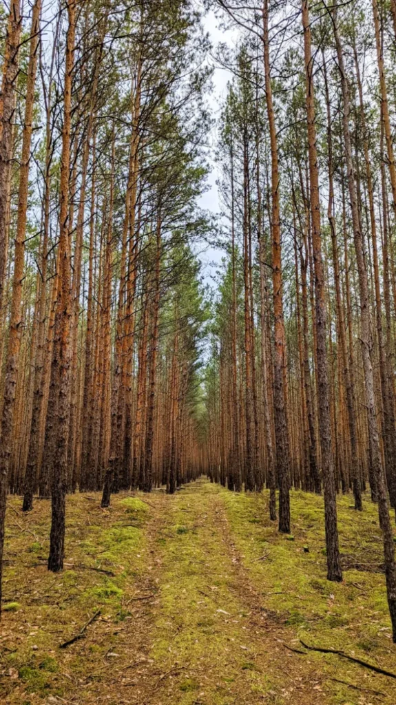 Kiefernforst mit moosigem Waldweg zwischen Wünsdorf und Sperenberg