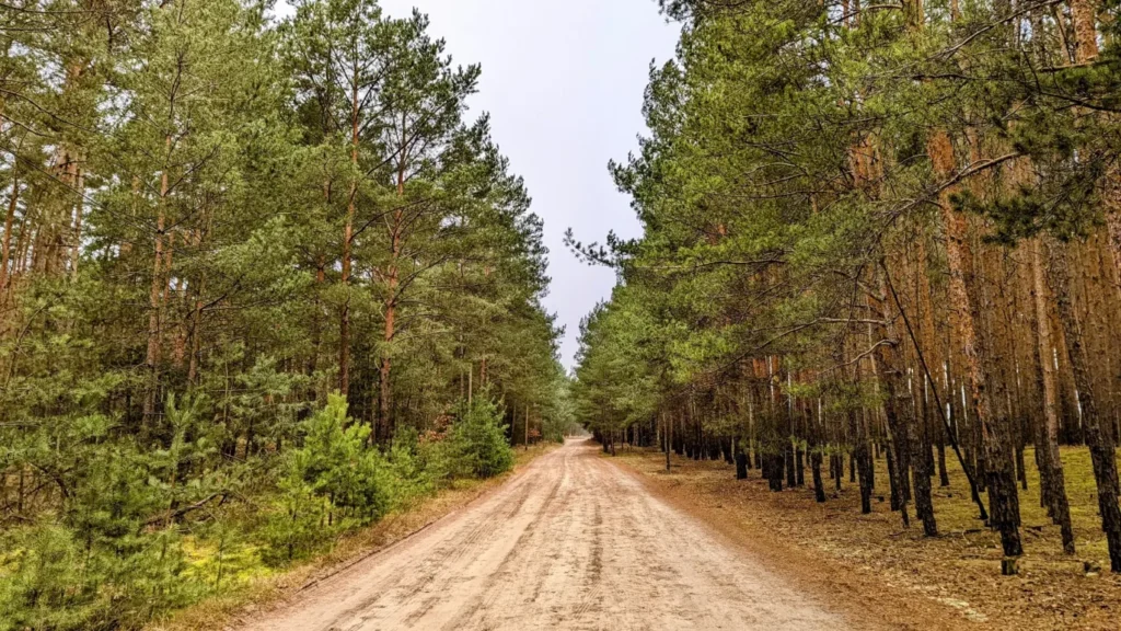 Breiter Sandweg durch Kiefernwald zwischen Wünsdorf und Sperenberg